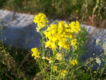 Rostlina č.1